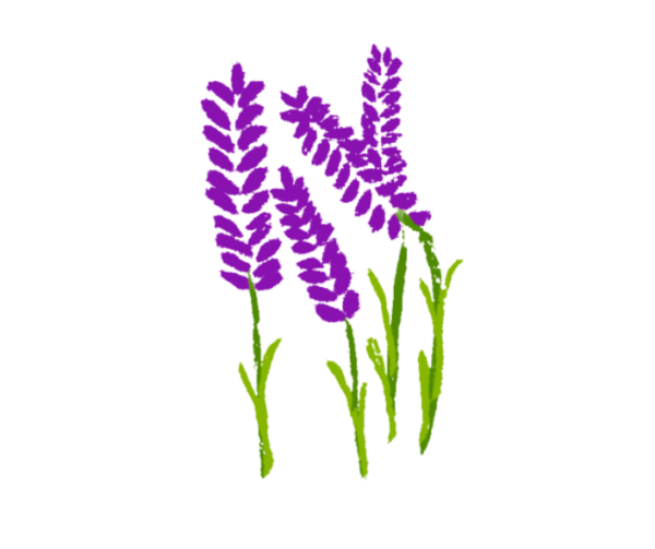 Lavender Fields 2103