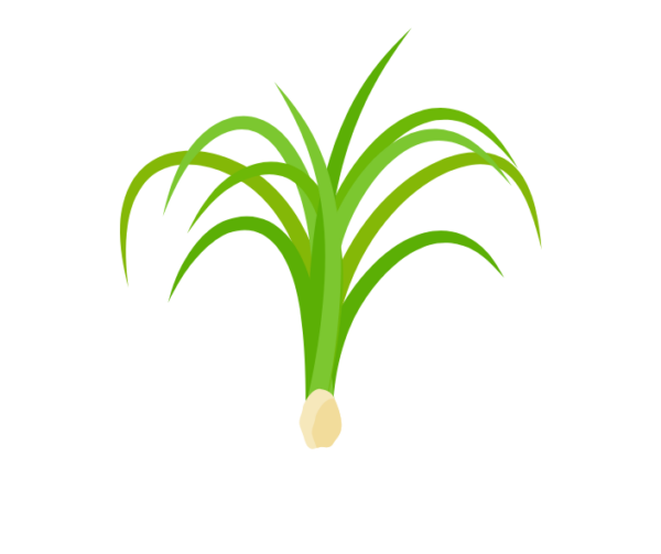 Citronella Fragrance Oil 0361