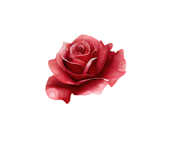 Rose Fragrance Oil 2052