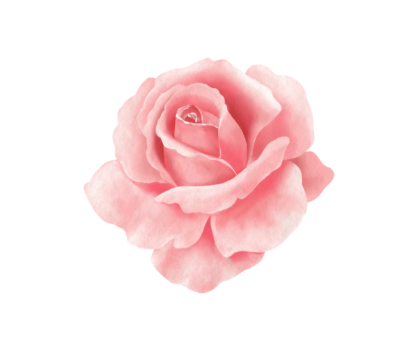 Rose Fragrance Oil
